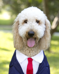 Business Headshots
